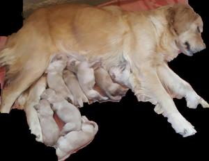 Vendo golden retriver