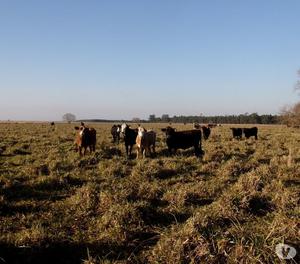 CAMPO MIXTO EN VENTA