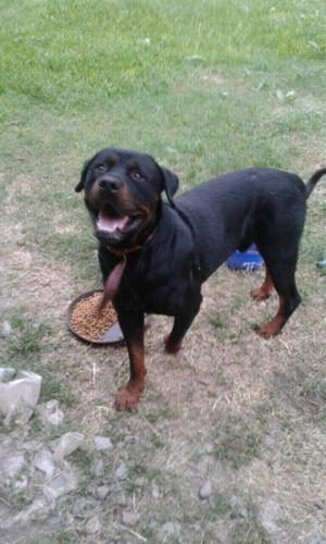 Rottweiler servicio recibo tarjeta