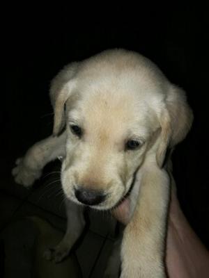 Se venden labradores $500