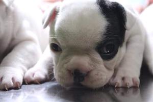 Vendo bulldog frances...