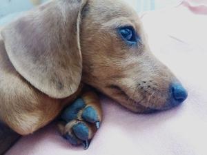 Dachshund mini (salchicha)