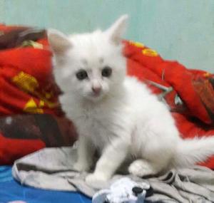 gatita angora tueco 50d