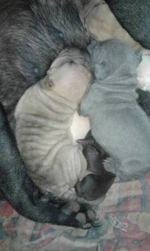 shar pei listos para reservar