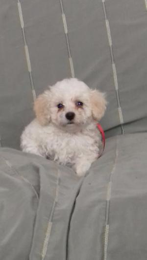 Bichon frise cachorros con pedigree