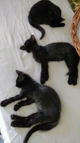 Gatitos En Adopción