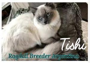 Ragdoll Blue Colorpoint (excelente) - Busca Novia!!