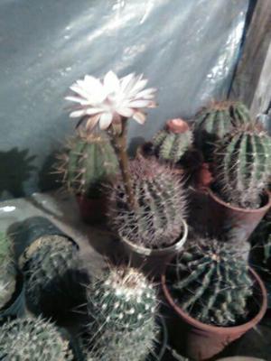 Vendo cactus y suculentas