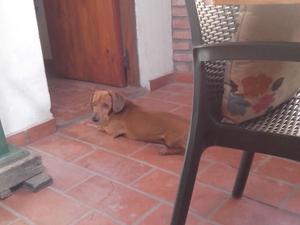 Vendo perros salchicha