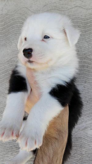 Border collie cachorros