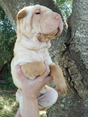 Cachorros Shar Pei puros