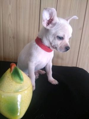 Chihuahua macho blanco