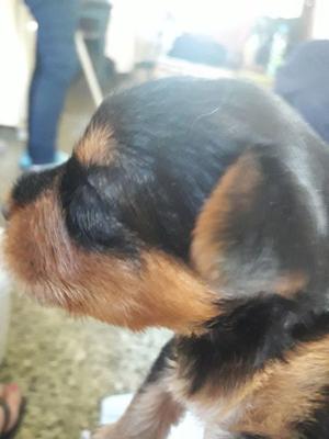 Vendo Yorkshire Terrier