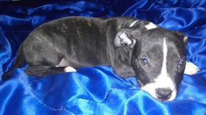 Vendo cachorros PIT BULL