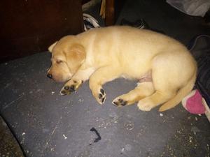 Vendo cachorros labrador