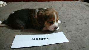 Cachorro beagle macho