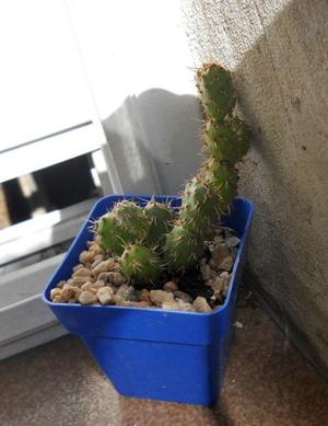Cactus opuntia cilindrica maceta 6