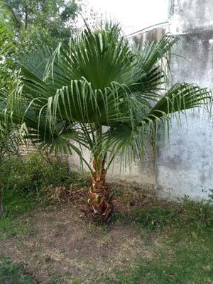 Palmera Guashintonia de 3mts