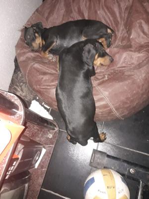 Vendo cachorros doberman