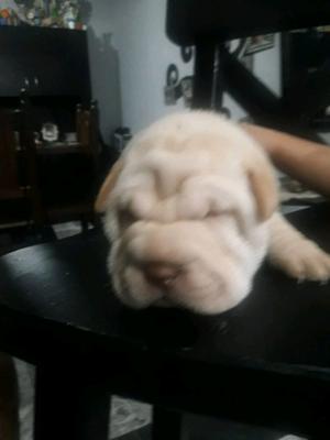 Vendo cachorros shar pei