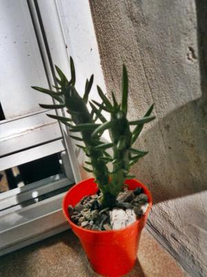 cactus opuntia subulata monstrose variegada en maceta 6