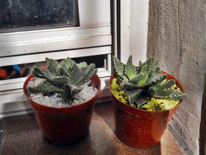 planta Faucaria maceta 8