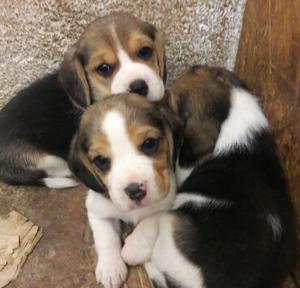 Beagles cachorros hembras y machos