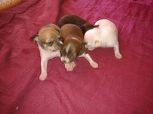 Chihuahuas minis machos y hembras