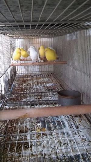 Oferton lote de canarios anillados
