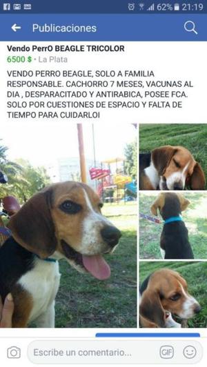 Vendo Perro Beagle Tricolor