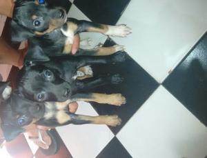 Vendo perros pinsher hembras y macho a buen precio