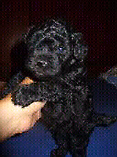 caniche negro 50dias