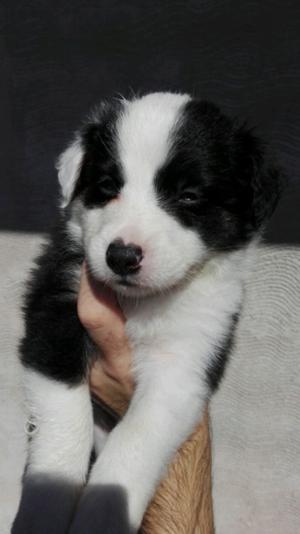 Border collie tricolor macho