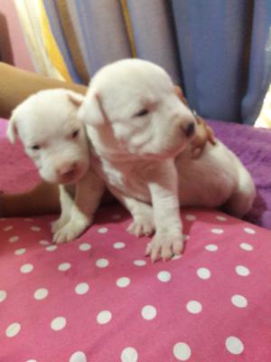 Vendo dogo argentino