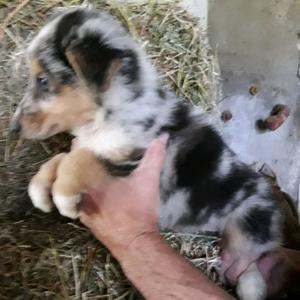 COLLIE AZUL CACHORROS 60 DIAS