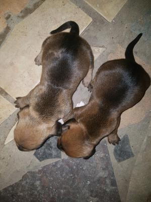 Exelentes cachorros salchichas mini