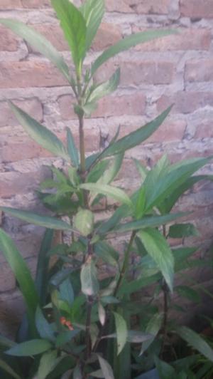Petunia mexicana maceta n12
