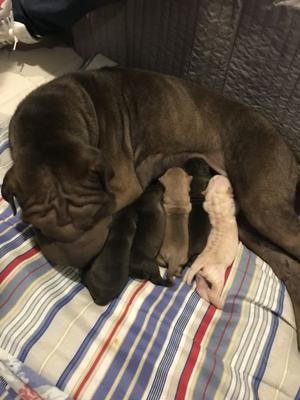 Vendo Shar pei