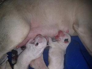 Cachorros bull terrier con fca