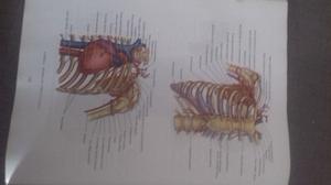 DORLAND DICCIONARIO ENCICLOPÉDICO ILUSTRADO DE MEDICINA