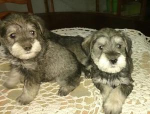 MINI SCHNAUZER 45 DIAS