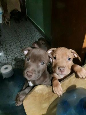 VENDO CACHORROS PITBULL;NACIDOS EL 20 DE ENERO .PADRES A