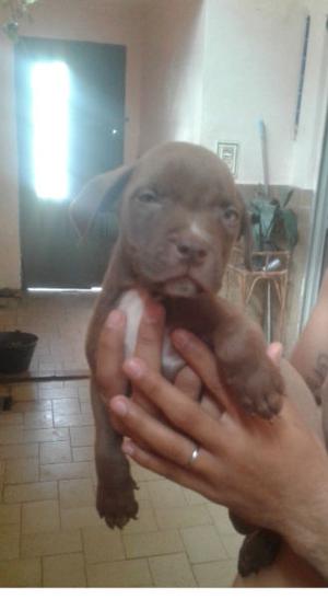 Vendo cachorros pitbull $