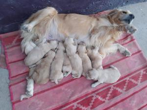 Vendo golden retriver