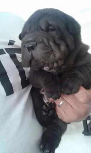 Cachorros Shar pei 50 días