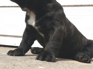 Cachorros bulldog frances
