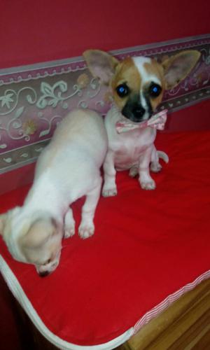 Chihuahuas Macho y hembra