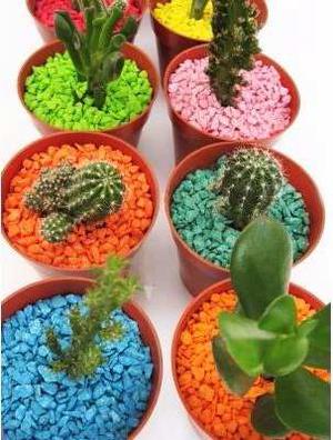 Mini Cactus En Maceta Nº6 Con Piedritas Para Souvenirs