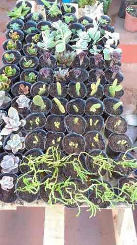 Plantines Cactus Y Suculentas