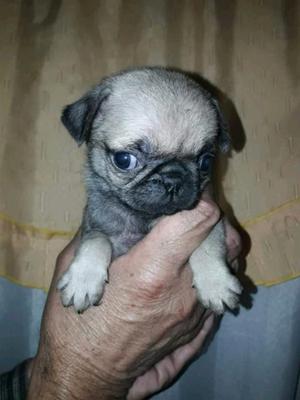 Pug carlino para criarlos desde bebe!